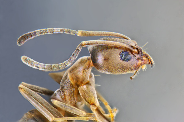 Microscopic closeup of an ant with its antennae folded back over its head.