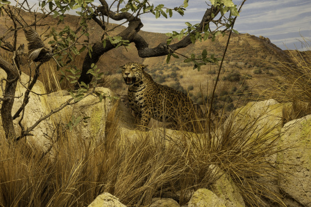 Museum diorama of a taxidermied jaguar staling prey behind some rocks.