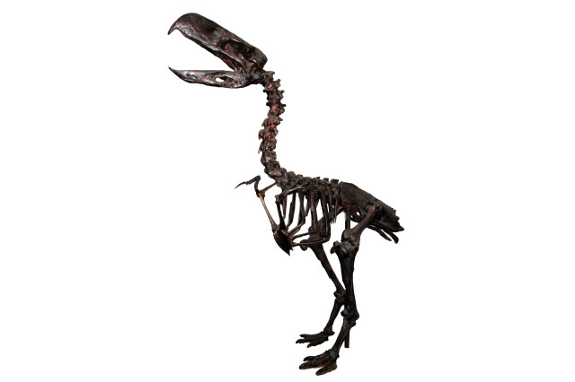 Rearticulated skeleton of giant prehistoric fossil bird.
