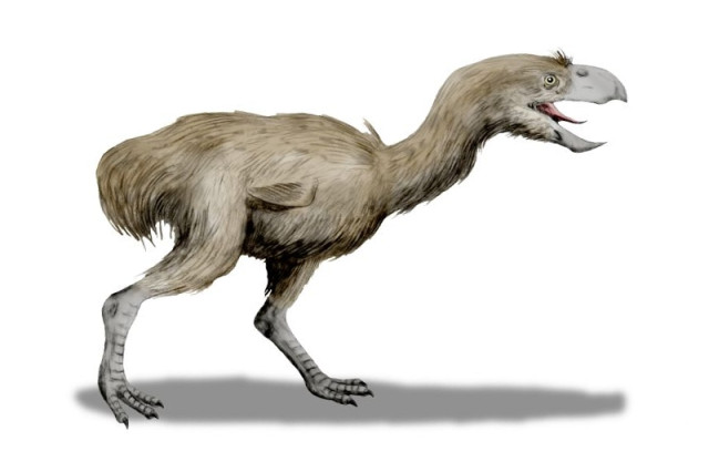 Illustrated reimagining of a giant fossil bird with a large sharp beak, brown feather, and vestigial wings.