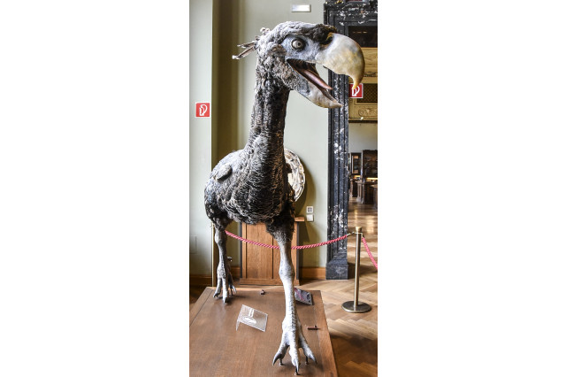 Model replica of life-size terror bird fossil.