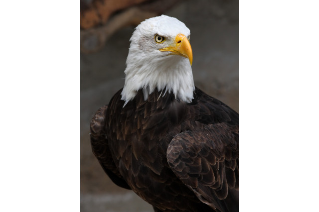 Profile of a bald eagle looking off into the distance.