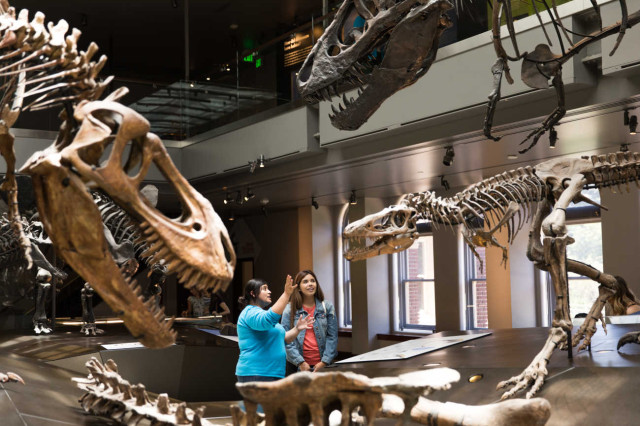 Museum Educator and guest looking up towards three dinosaur skeletons