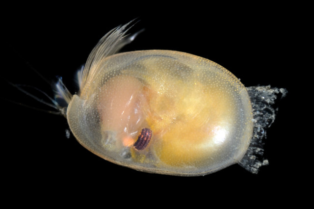 Leuroleberis sharpei