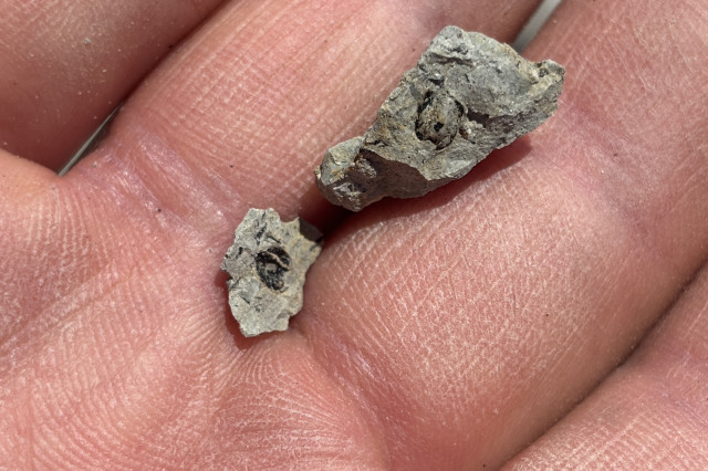 two rocks with tiny black fossils in a palm