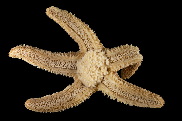 Diplasterias, a genus of starfish