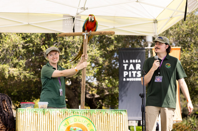 Workers on a stage with red parrot on a pole