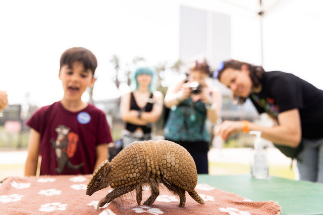 Child and adults looking at an armadillo walking across a table