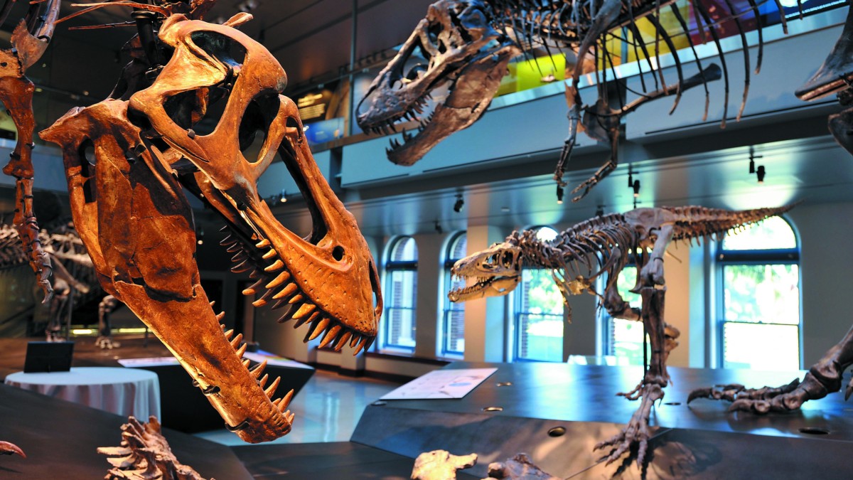 Accor zoon dump Virtual Tour of Dino Hall - English | Natural History Museum
