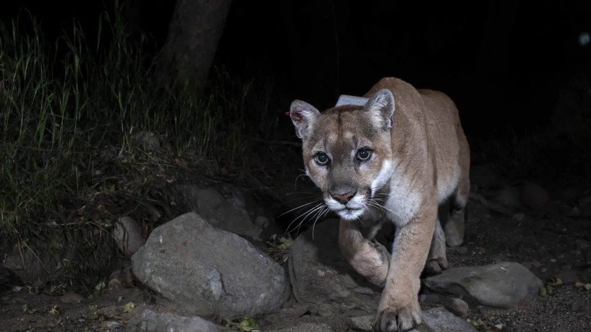 Natural History Museum Issues Statement on the Passing of P-22, Los ...