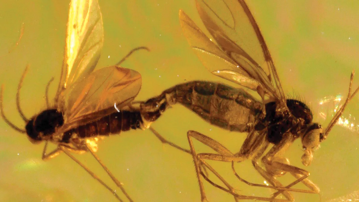 Trapped in Amber | Natural History Museum