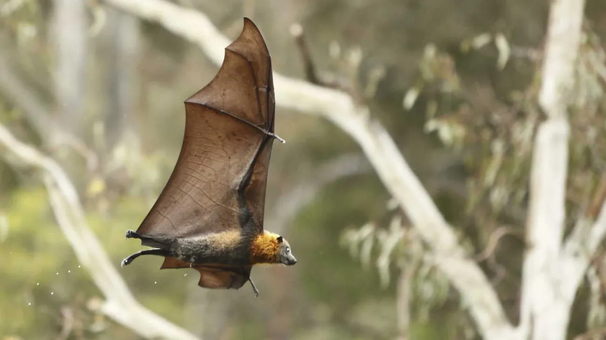 Junior Scientist Exploring Bat Research! Natural History Museum