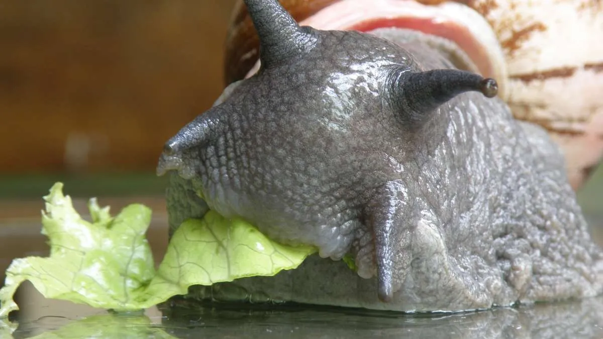 eating live animals A Microscopic Look at Snail Jaws | Natural History Museum
