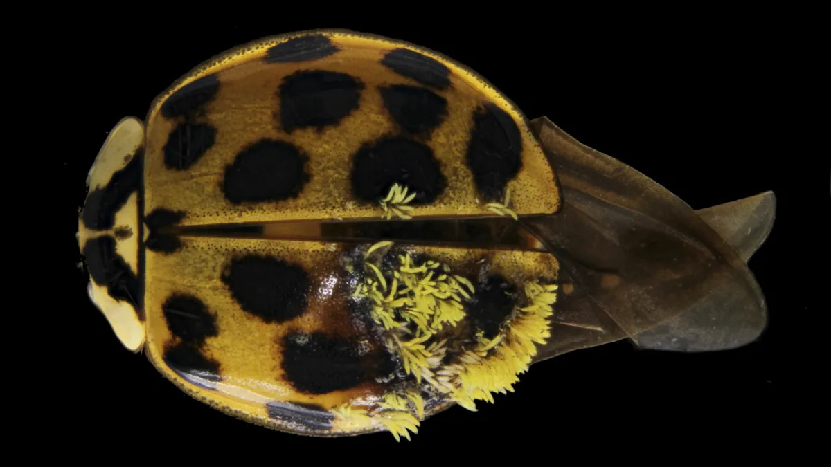 The Birds and the Bees of Ladybug STDs | Natural History Museum