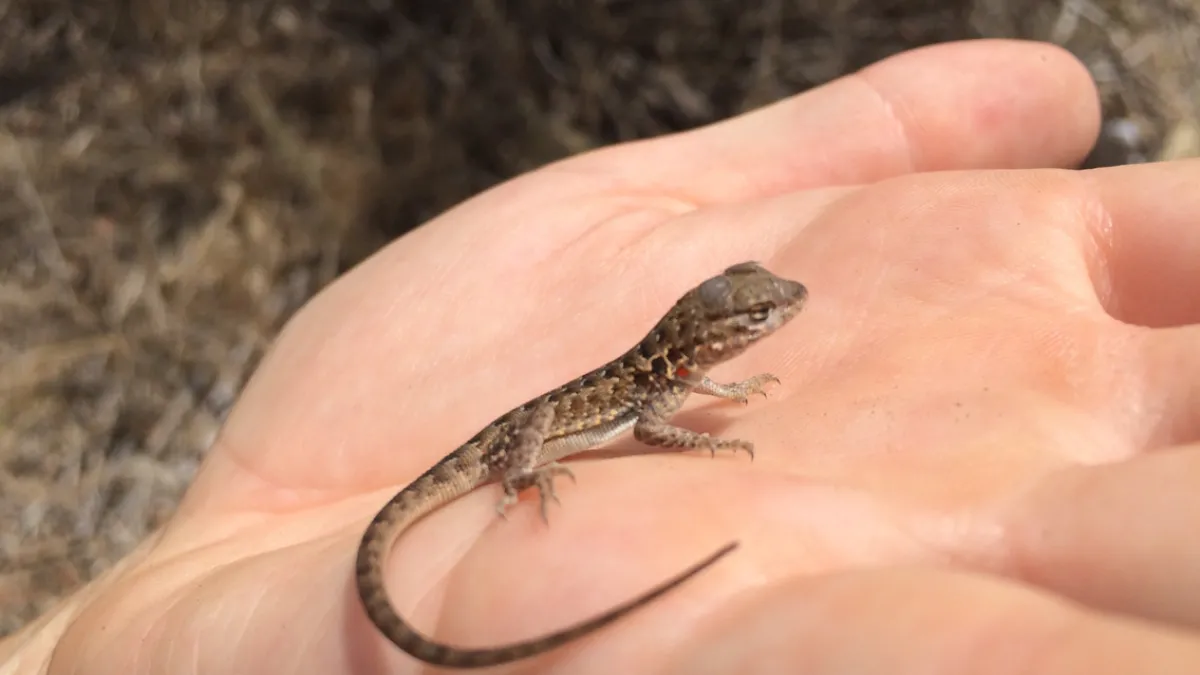 Tis the Season for Baby Lizards