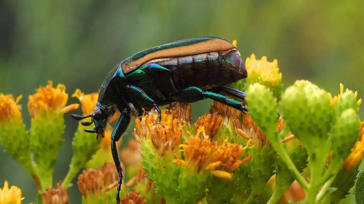 When Fig Beetles Attack!