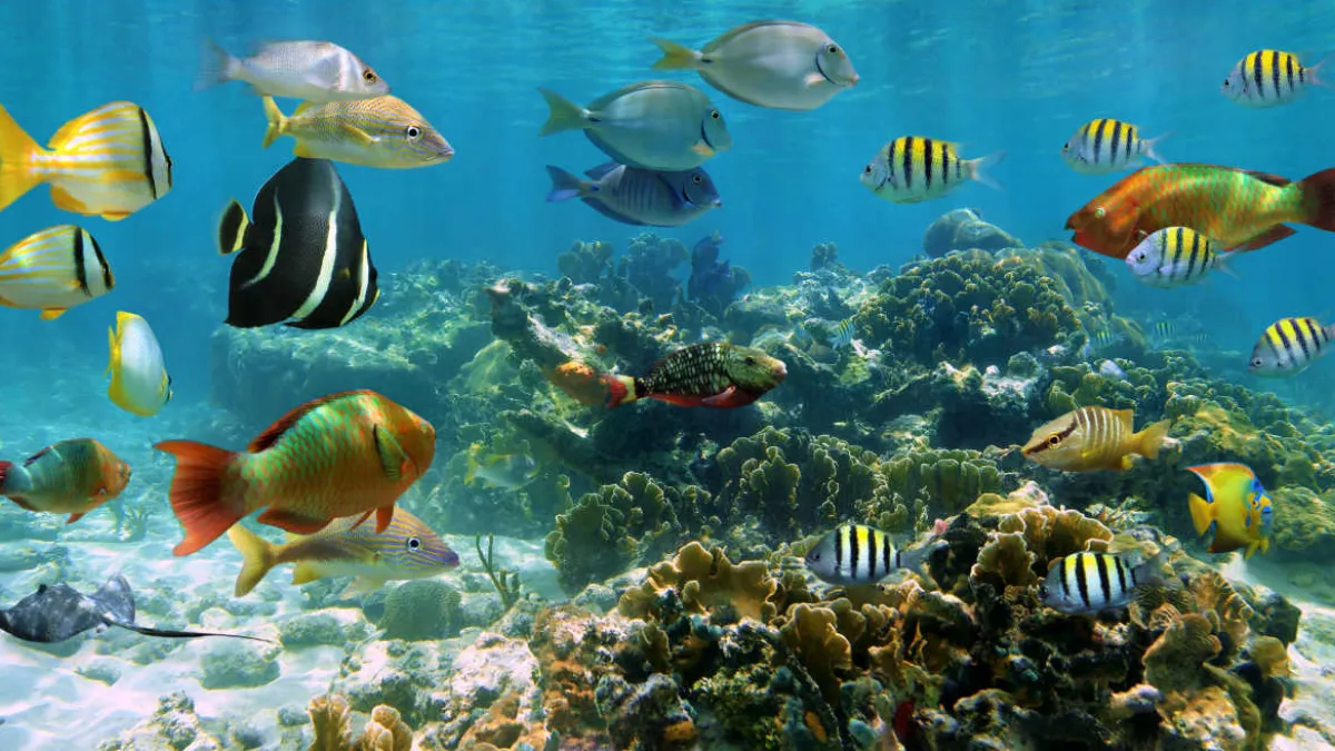 Fish Since the Dinosaurs | Natural History Museum