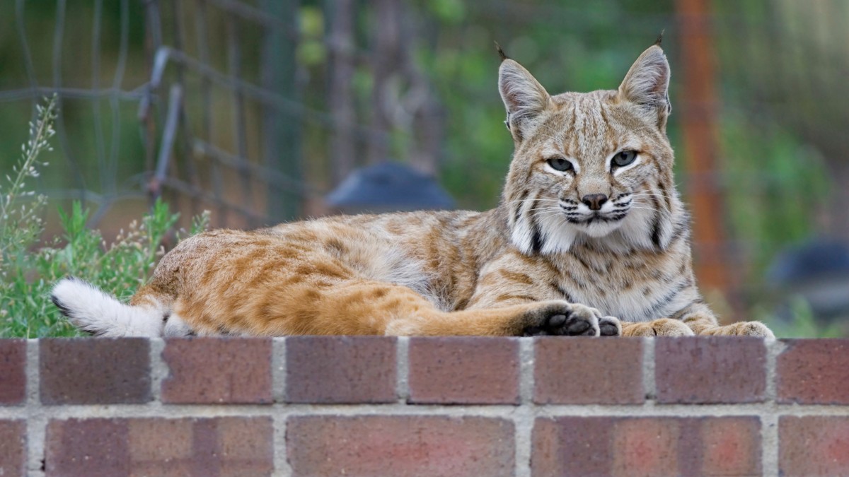 Bobcat Spotted In Orange County 