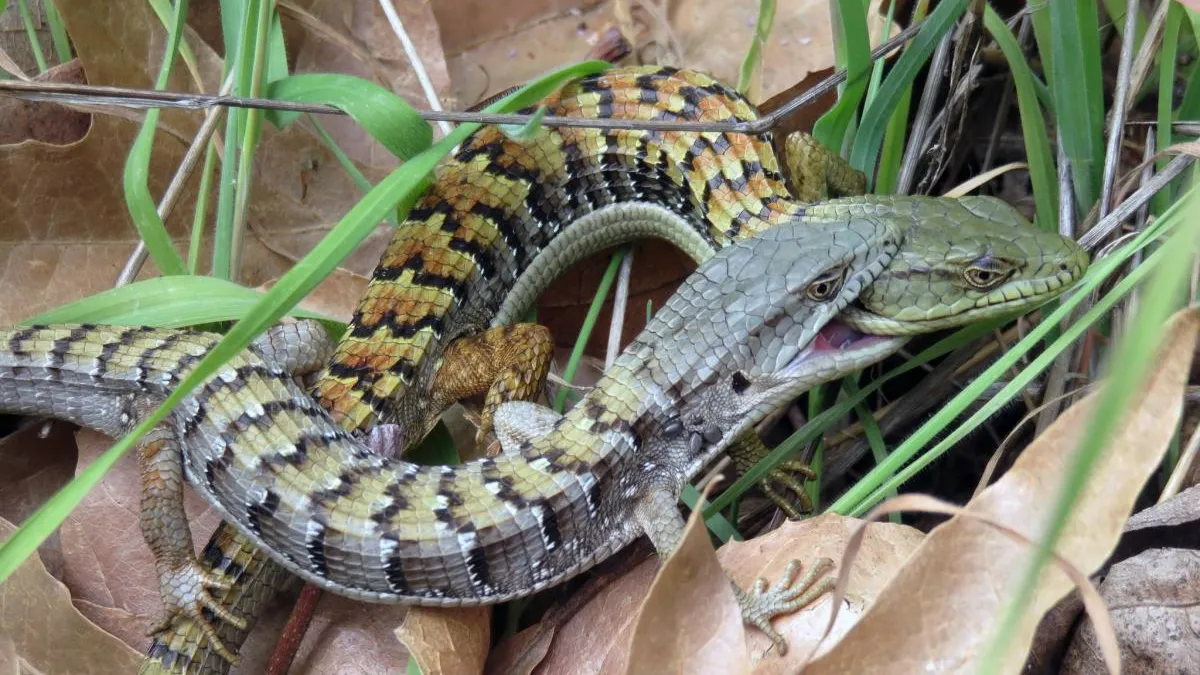 Predatory Rivals: Witnessing the Fierce Encounter Between a Snake and ...