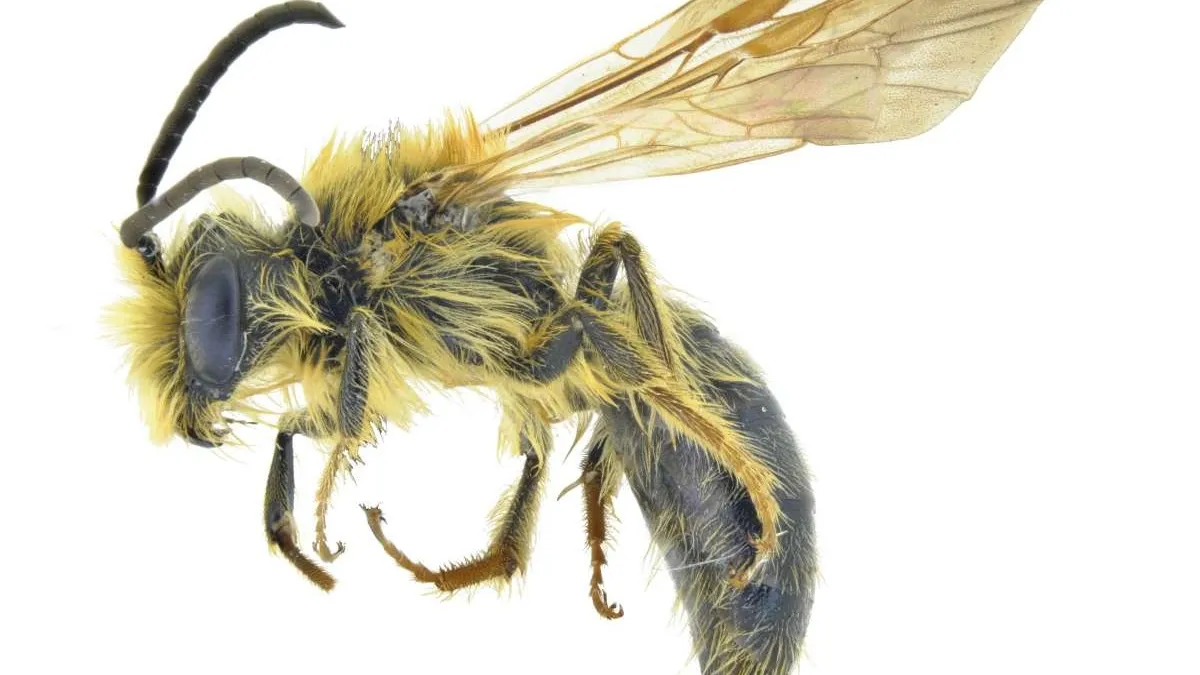 Big Bee BonanzaNHM Big Bee Bonanza | Natural History Museum