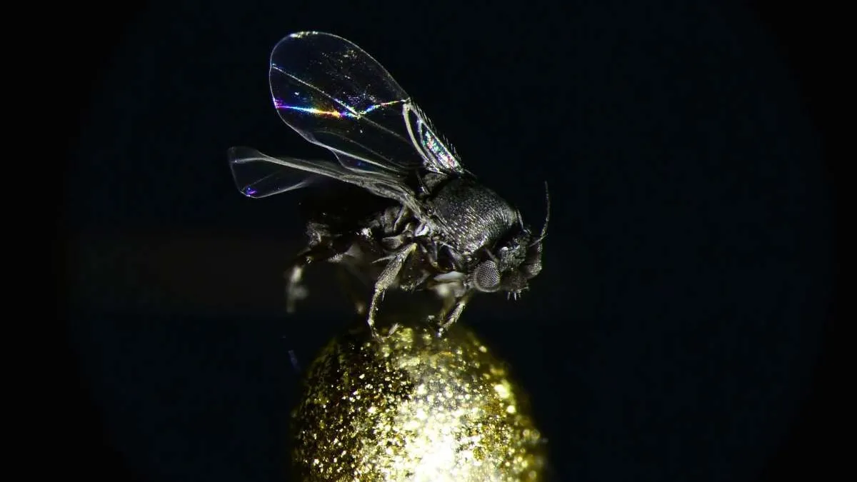 The Coffin Fly | Natural History Museum