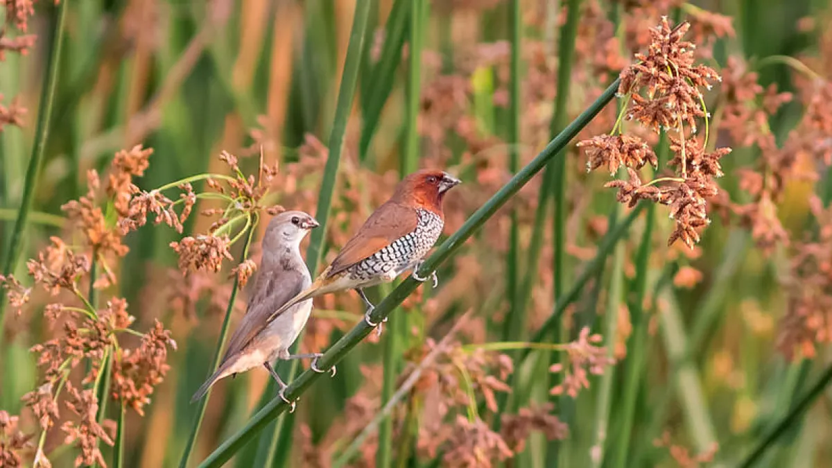 Parasitic Birds Have a Choice to Make | Natural History Museum