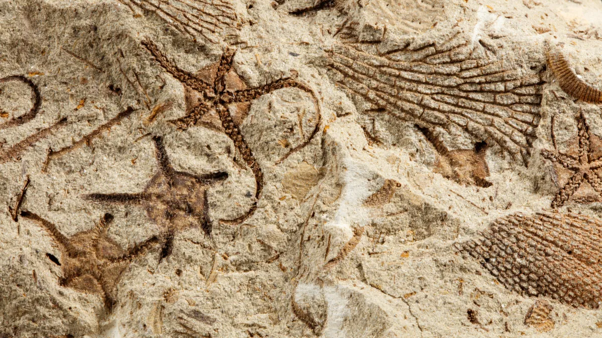 Make Your Own Trace Fossil | Natural History Museum