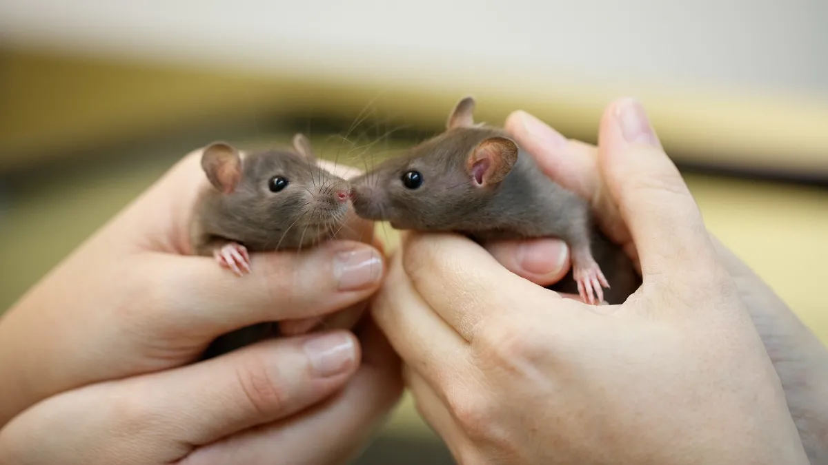 Animal Meet & Greet: Whiskers and Hairs, Pt. 2 | Natural History Museum