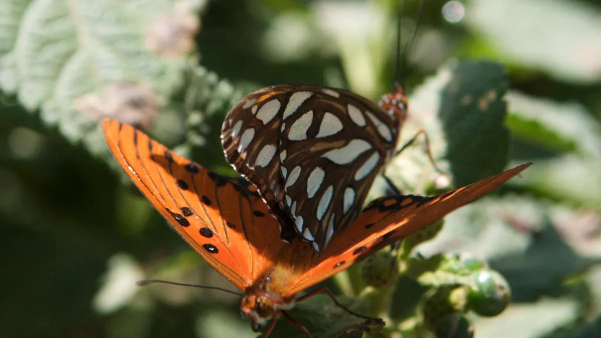 Butterfly Flash and Dazzle | Natural History Museum