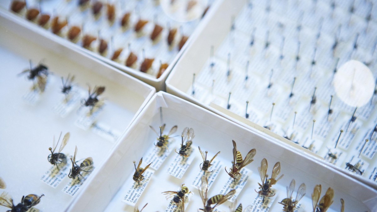 Classifying Insects | Natural History Museum