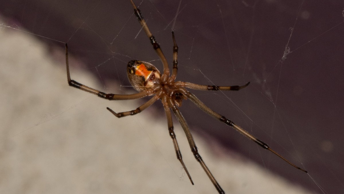 brown widow spider web pictures