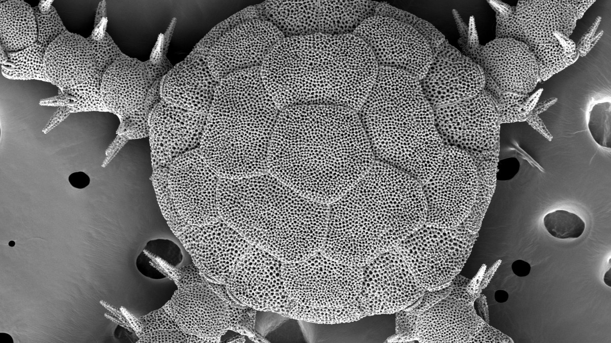 Small morphological details like mouth shape can reveal exactly how the smallest creatures around are staying alive, and lets us get a better view of 