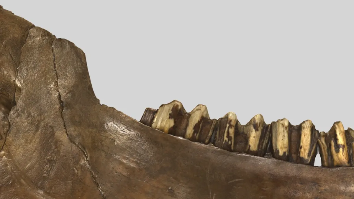 Tar Special Header Too Large Sample Tar Pits' Paleo Diets | Natural History Museum