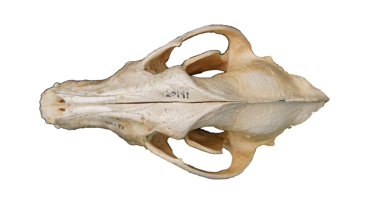gharial skull