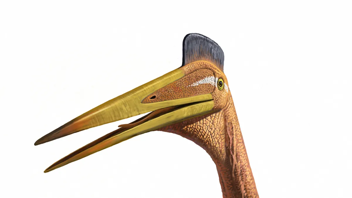 Unique Bone Structure Helped Long-Necked Pterosaurs Fly