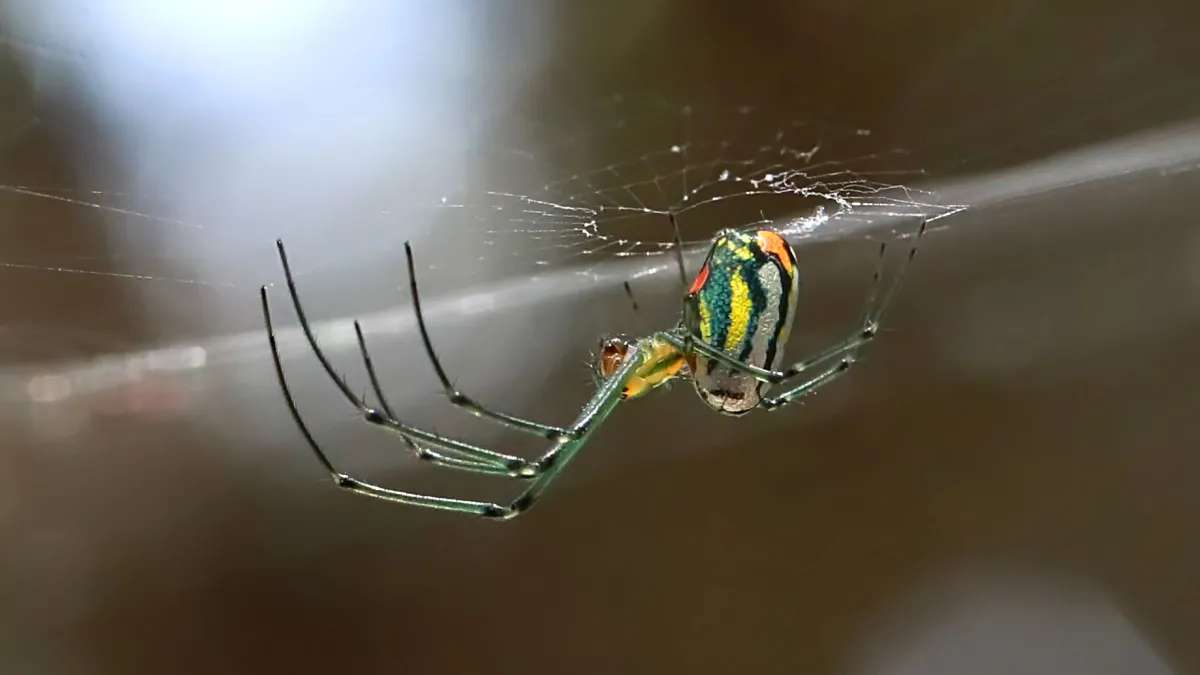 Joro Spiders Look Frightening, but They May Be Scaredy-Cats - The New York  Times