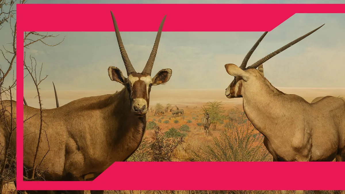 Reframing Dioramas: The Art of Preserving Wilderness