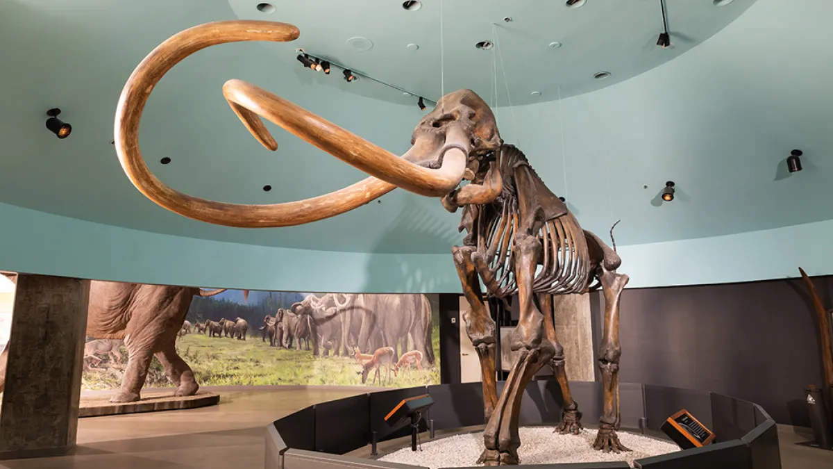 The Ice Age Diner | Natural History Museum