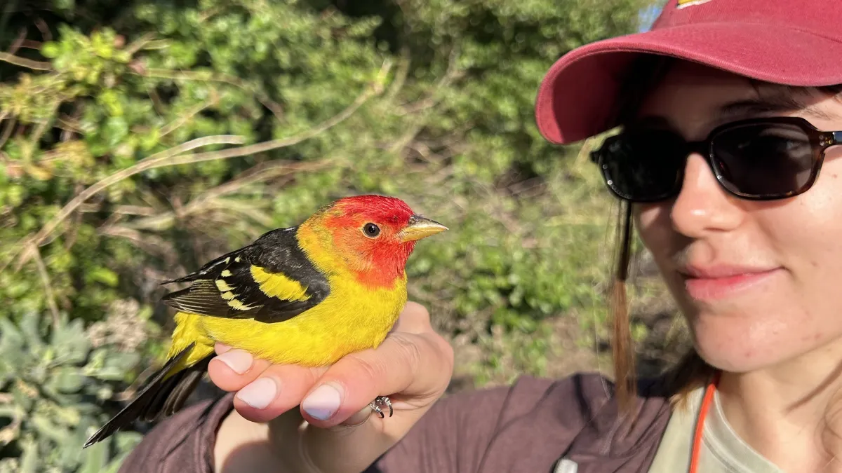 Fly the Bird Migration Super Highway at Bear Divide Banding Station ...