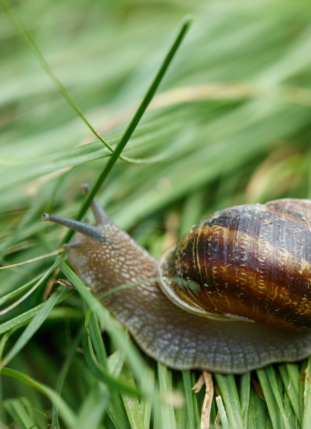 Photograph of a snail on grass