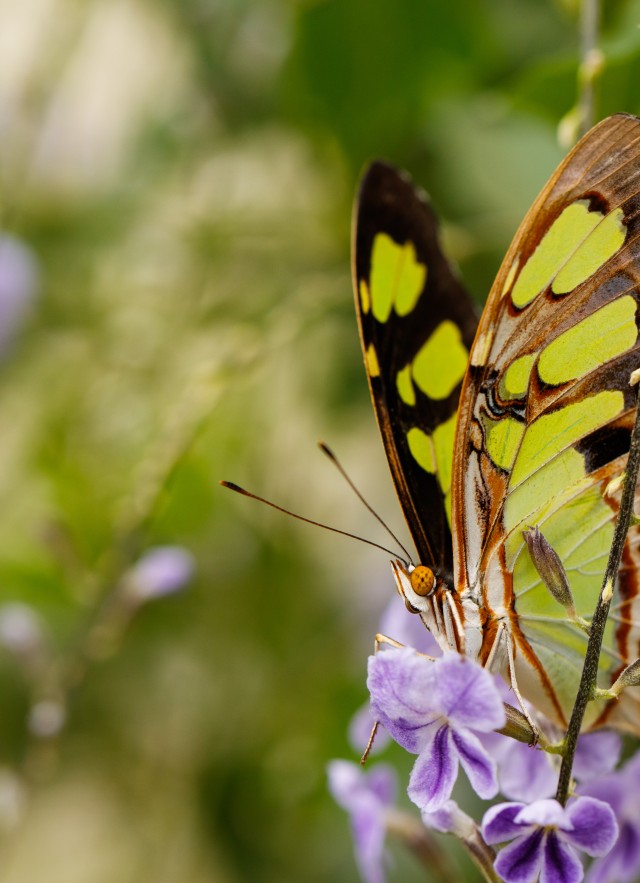 Photo of a butterfly in the NHM butterfly pavillion