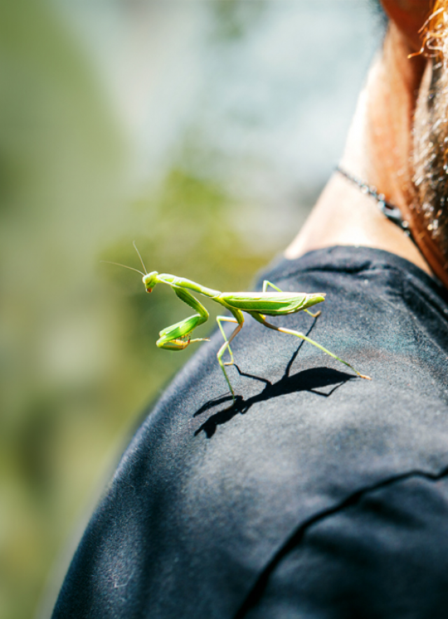 Photograph of a museum visitor in the nature garden with a praying mantis on their shoulder