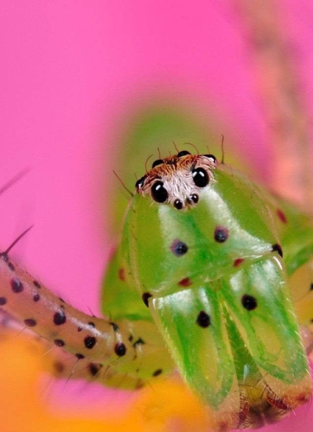 Spider Pavilion