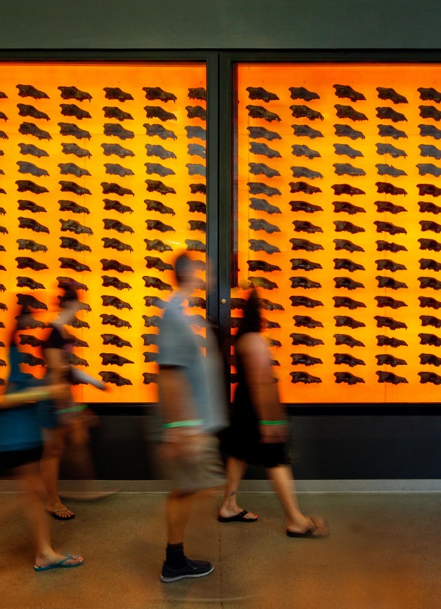 dire wolf wall at the tar pits