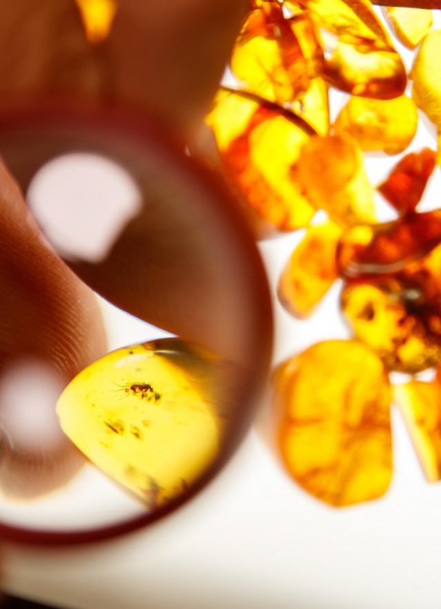 amber under a magnifying glass