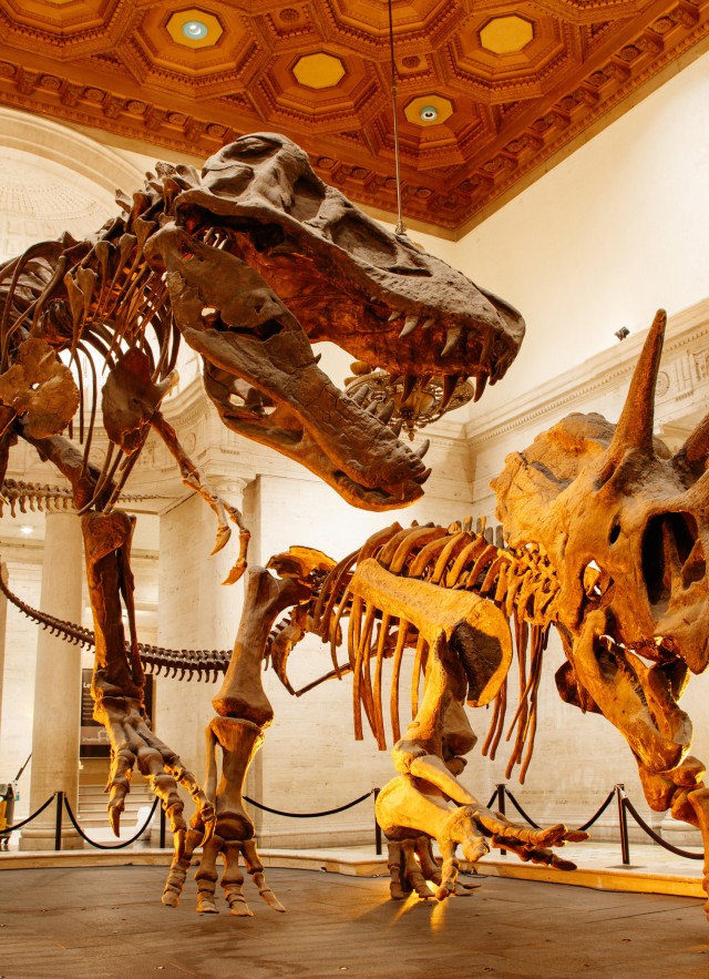 Dueling Dinos | Natural History Museum