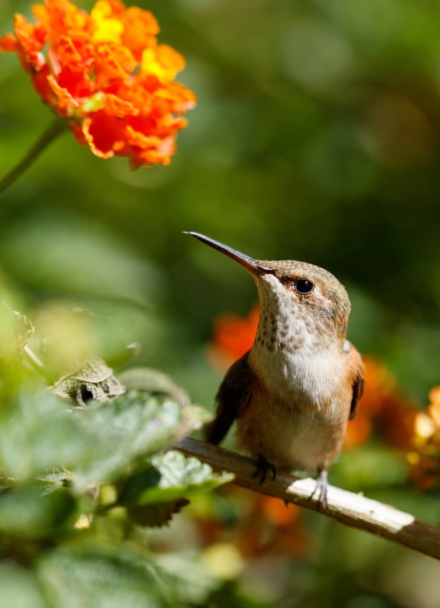 A hummingbird at rest on a branch next to orange flowers