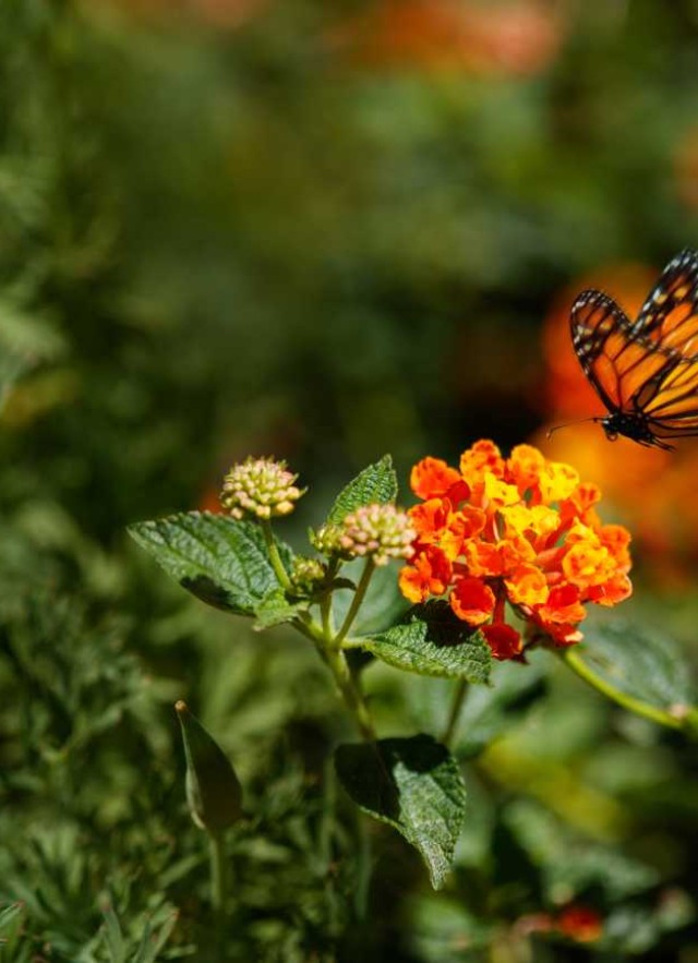 A monarch butterfly lands on a bright orange flower 