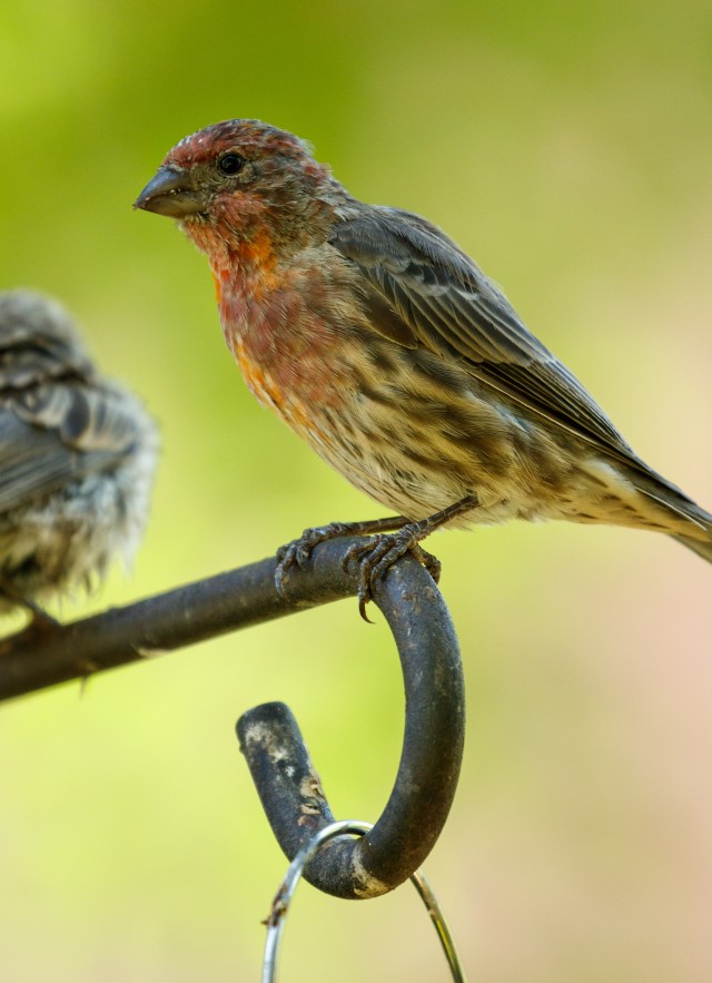 Close up of finches on a bird feeder