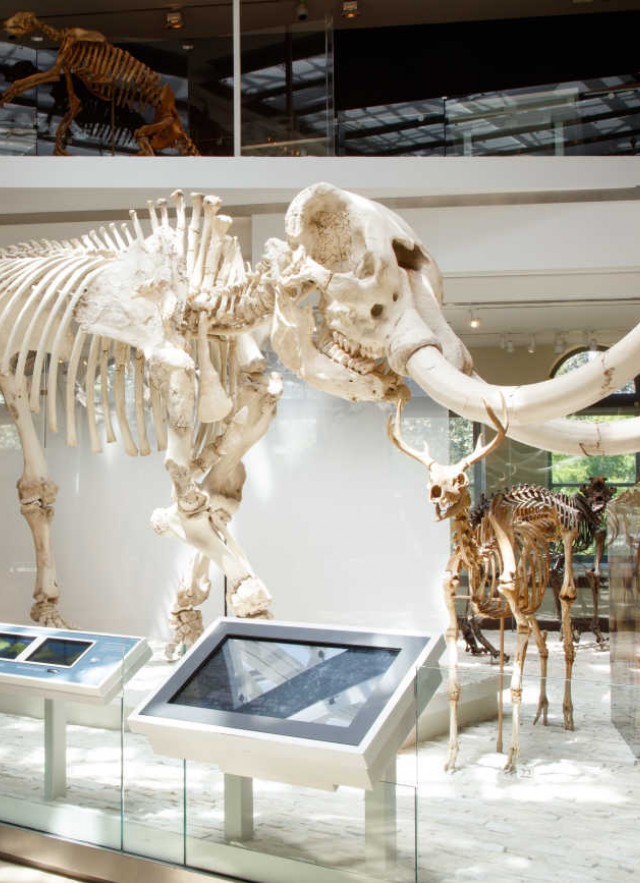 Mammals | Natural History Museum